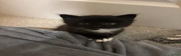 Domestic Shorthair cats for sale: Beautiful Black Female Kitten in Leeds - Advert 2