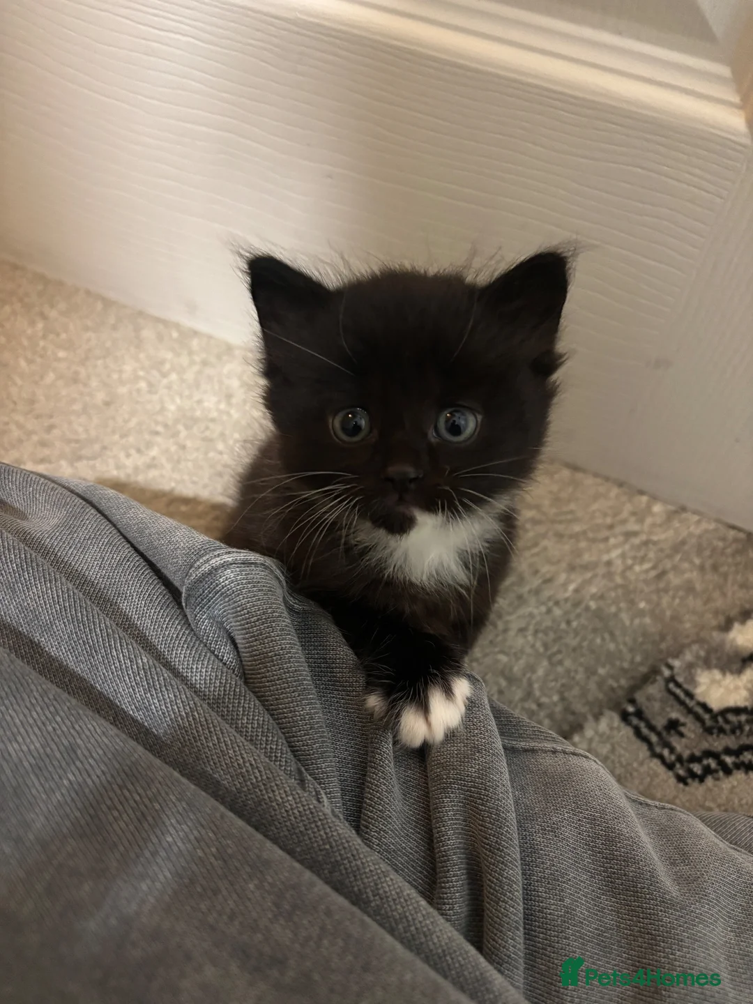 Domestic Shorthair cats for sale: Beautiful Black Female Kitten in Leeds - Advert 2
