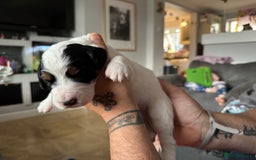 Mixed Breed dogs for sale: Border doodle - Image 14