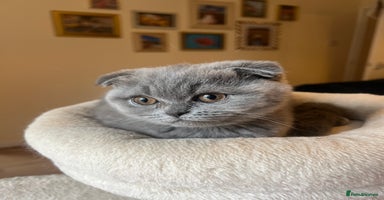 Scottish Fold cats - Advert 2
