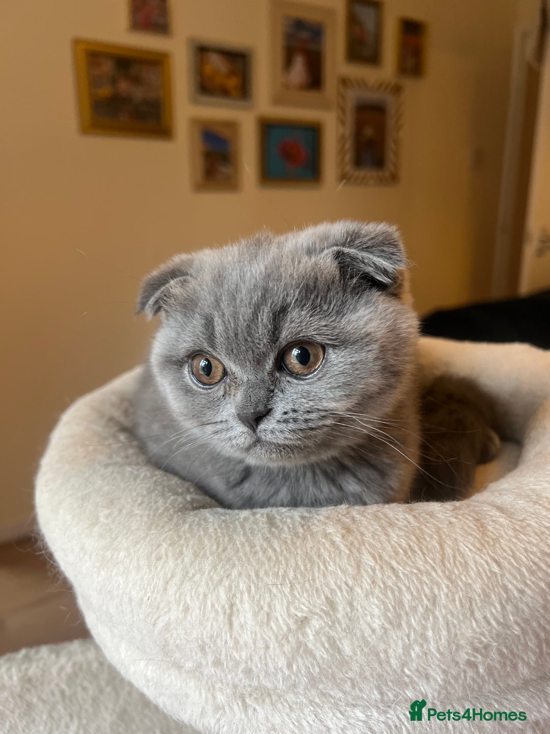 Scottish Fold cats for sale: Beautiful blue Scottish fold - Image 3