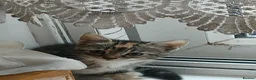 Asian cats for sale: Playful and beautiful Asian tabby kittens - Advert 6