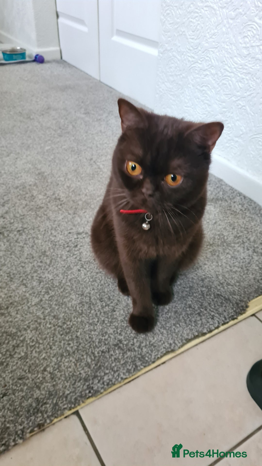 British Shorthair cats for sale: British Short-hair - Image 1