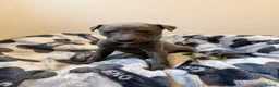 Whippet dogs for sale: Quality KC reg whippet puppies  - Advert 8