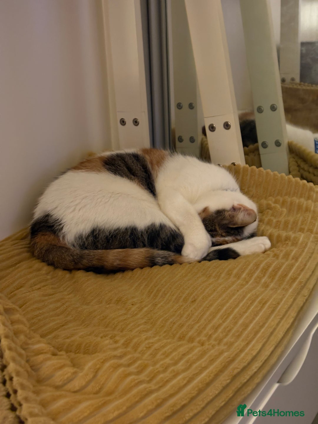 Mixed Breed cats for sale: Bella & Kali - Sisters Looking for a Loving Home - Advert 13