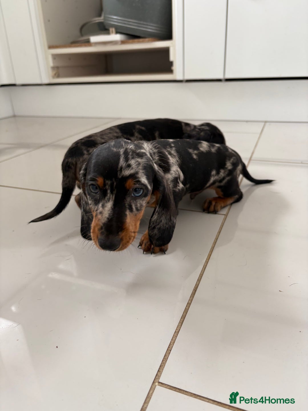 Miniature Dachshund dogs for sale: 3 Beautiful miniature dachshund pups - Advert 7