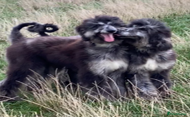 Afghan Hound dogs - Advert 2