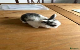 Mini Lop rabbits for sale: Pedigree mini Lops - Image 7