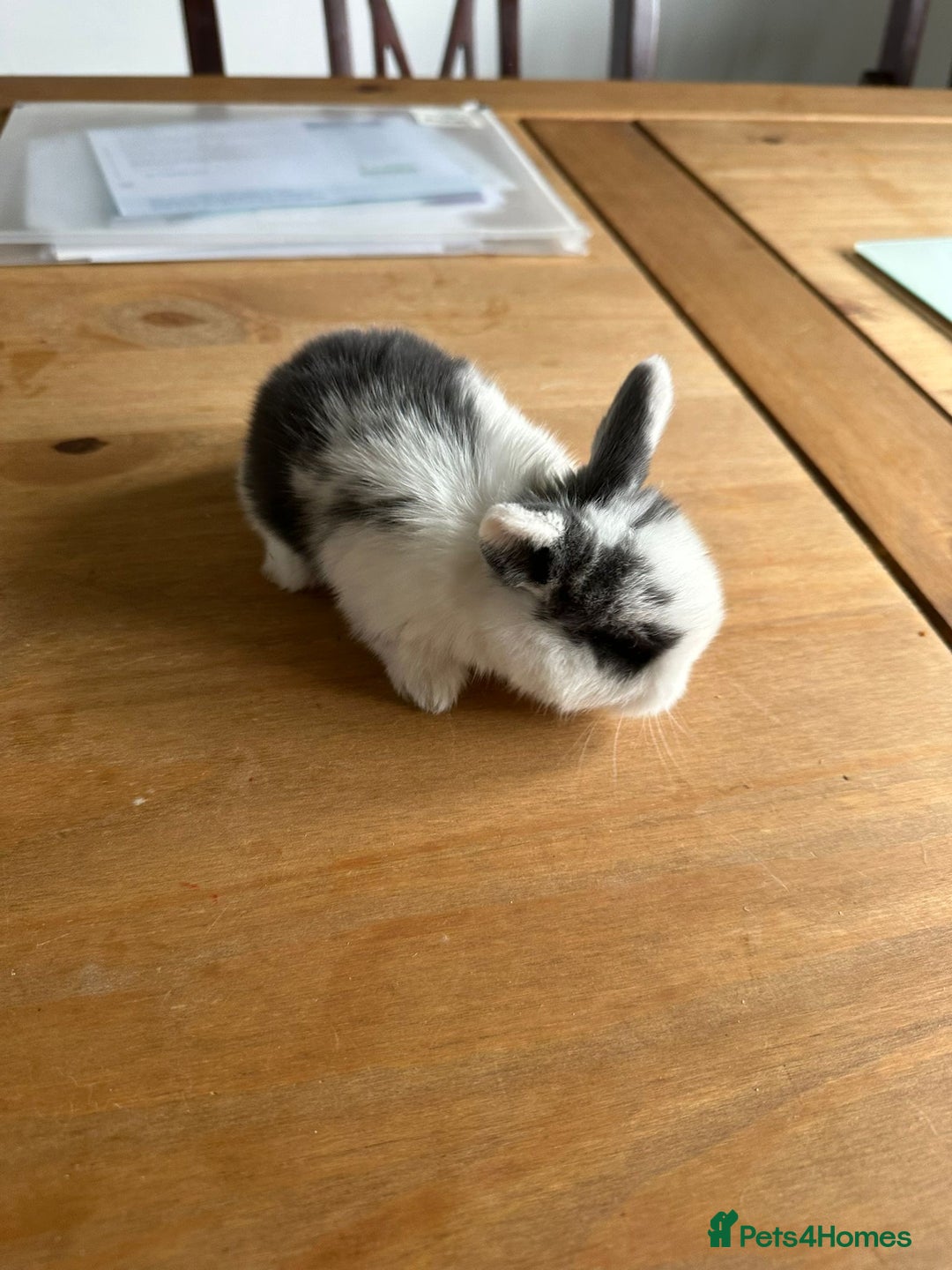 Mini Lop rabbits for sale: Pedigree mini Lops - Image 7