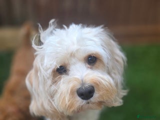 Cavapoo dogs F1B Toy Cavapoo Puppies - Advert 1