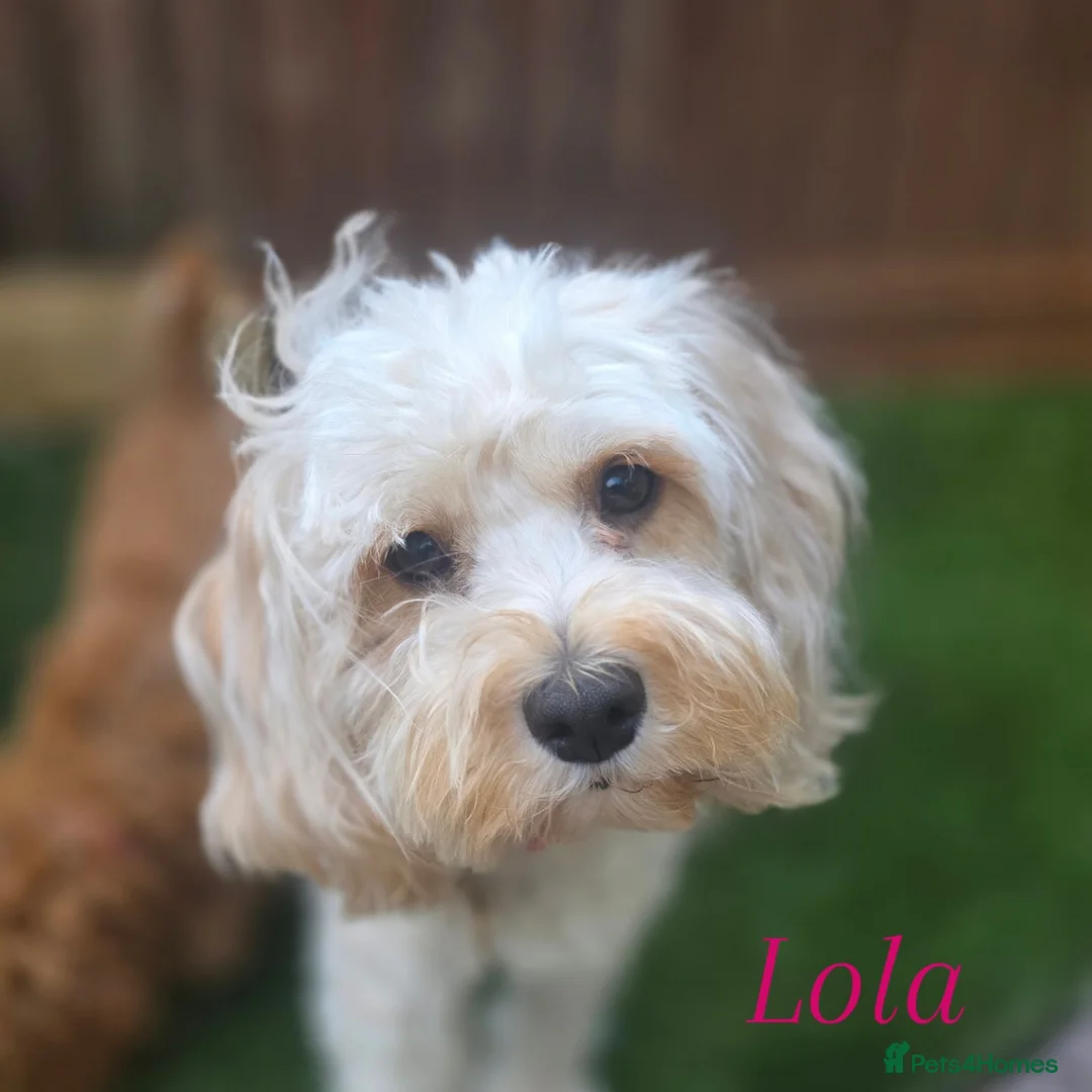 Cavapoo dogs for sale: F1B Toy Cavapoo Puppies - Advert 3