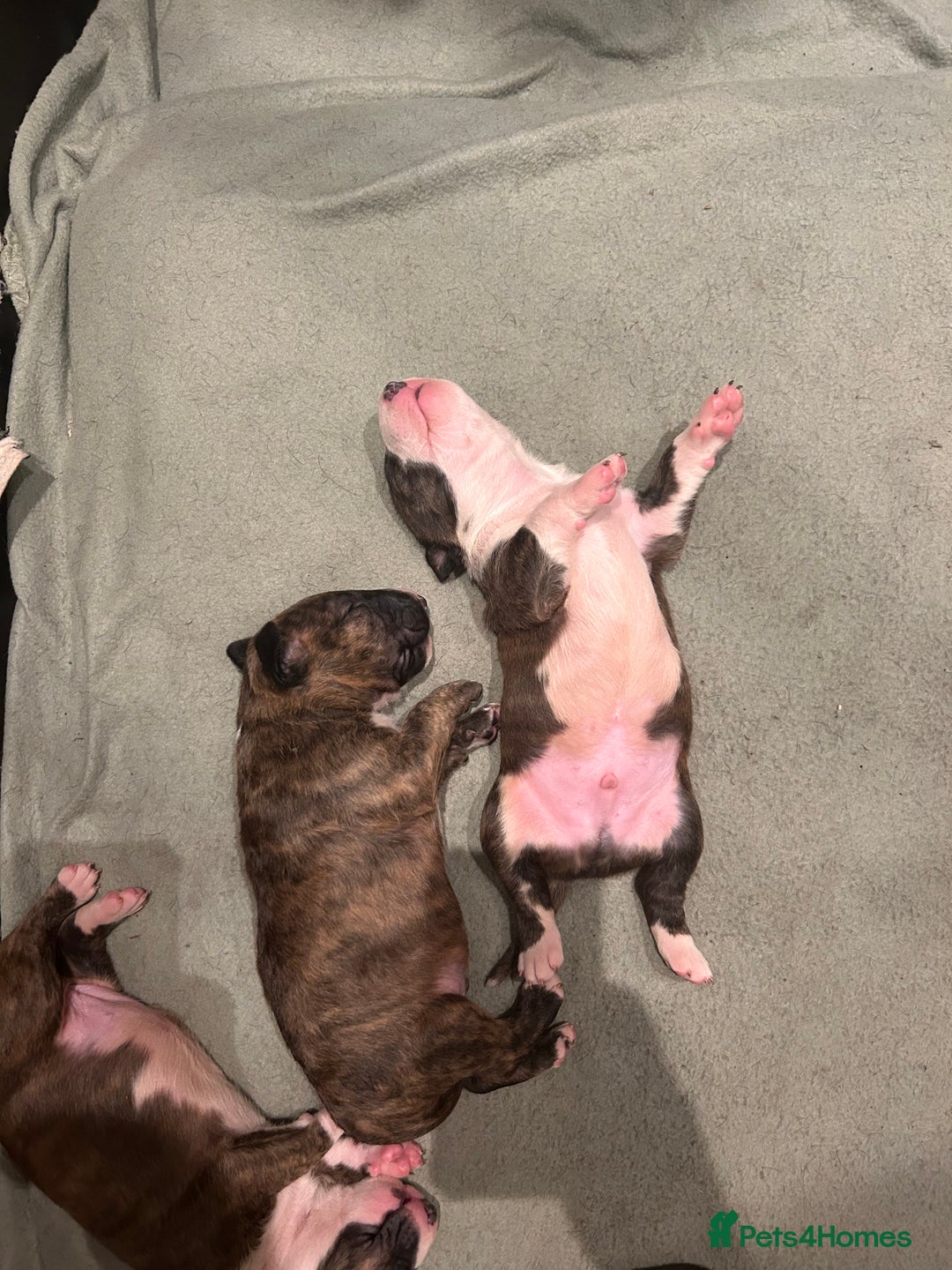 Bull Terrier dogs for sale: Lovely big boned bull terrier  - Advert 7