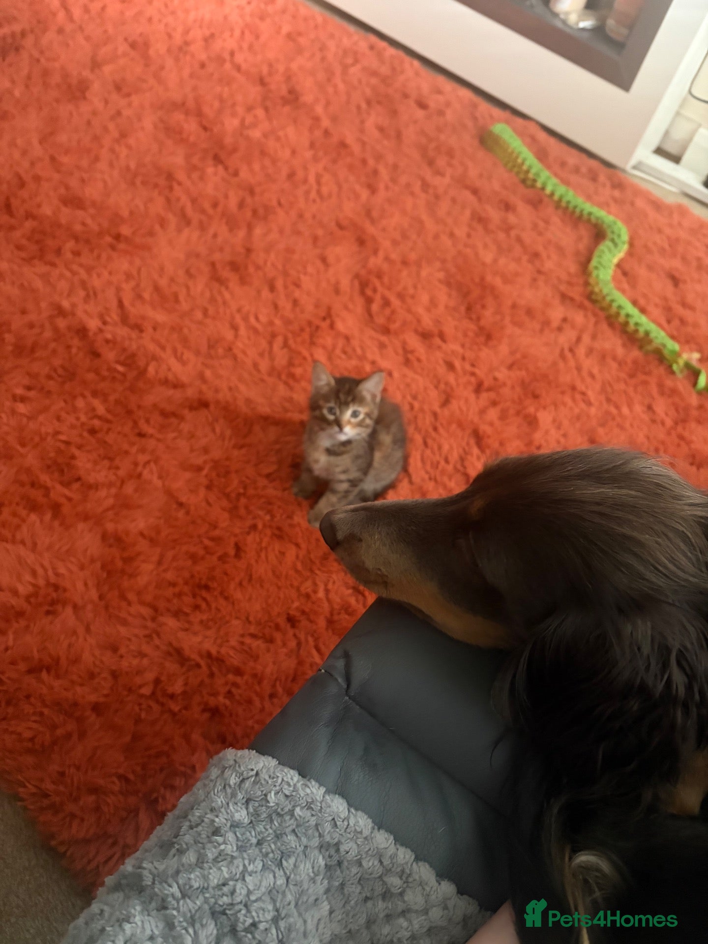 Mixed Breed cats Adorable friendly girl - Advert 14
