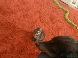 Mixed Breed cats Adorable friendly girl - Advert 14