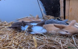 Mini Lop rabbits for sale: ❤️🐰Mini lop bunnies🐰❤️ - Image 18
