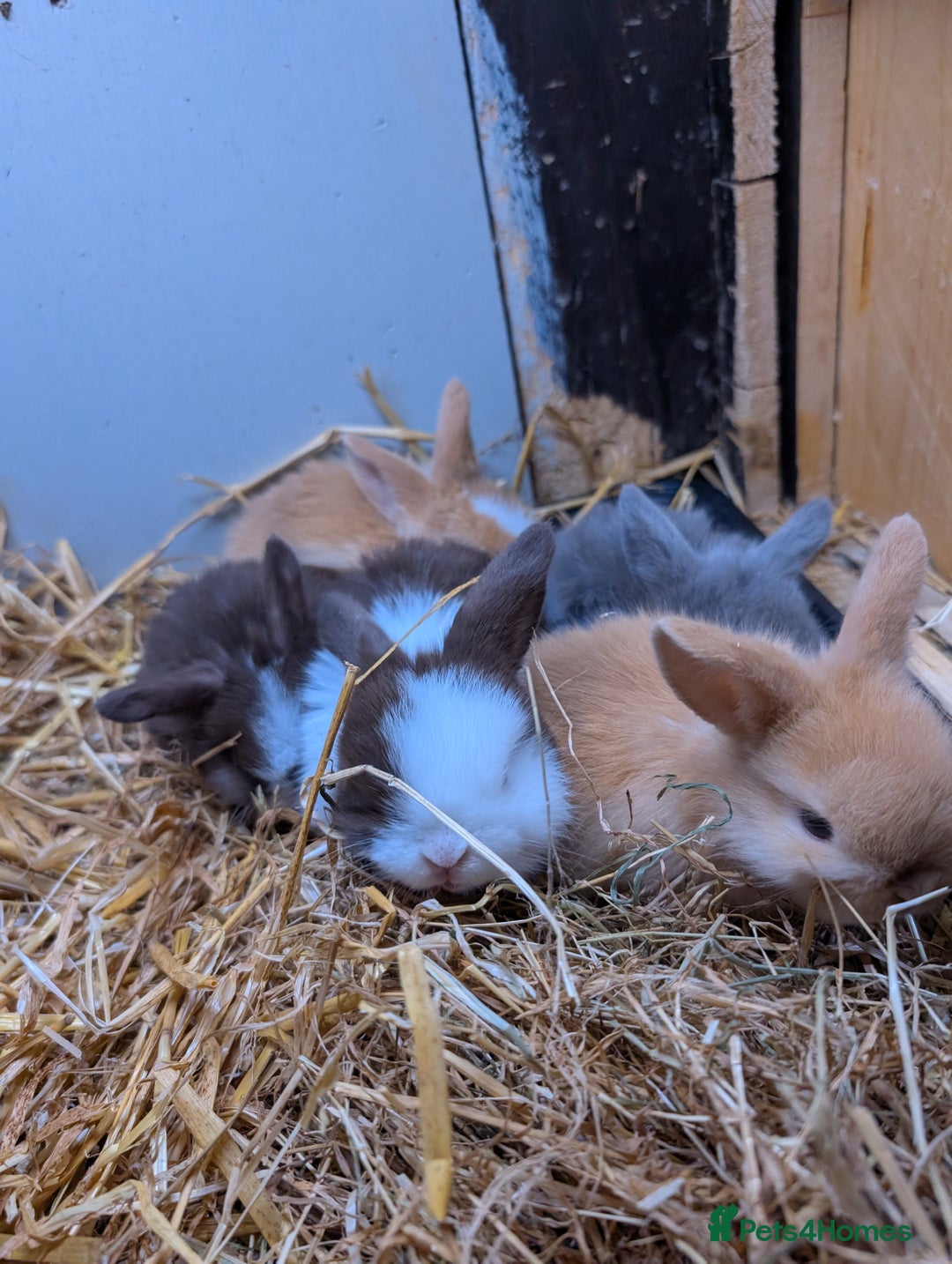Mini Lop rabbits for sale: ❤️🐰Mini lop bunnies🐰❤️ - Image 18