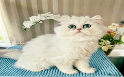 Persian cats for sale: Beautiful Chinchilla Persian Kittens*** - Image 7