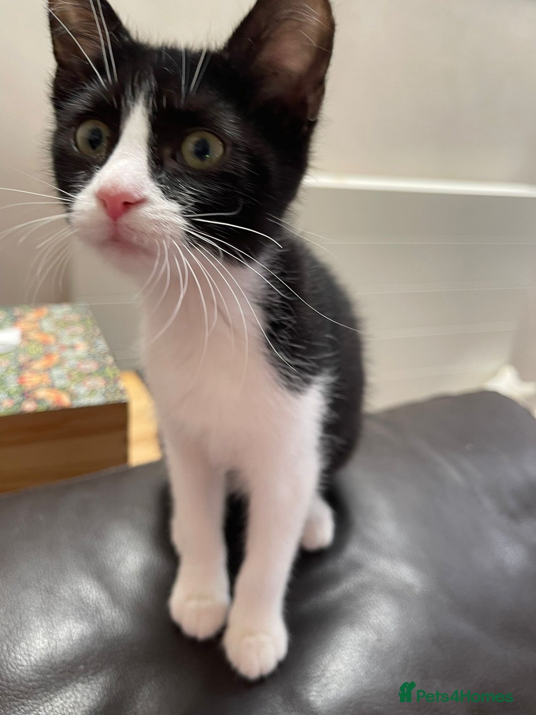 Mixed Breed cats for sale: Could you adopt Pea and Pod?  - Image 6