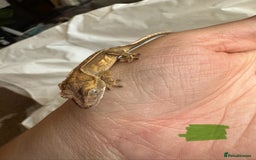 Gecko reptiles for sale: Baby crested geckos  - Image 20