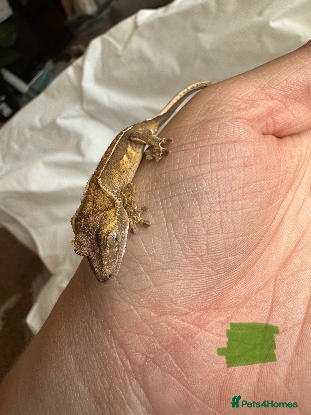 Gecko reptiles for sale: Baby crested geckos  - Image 20