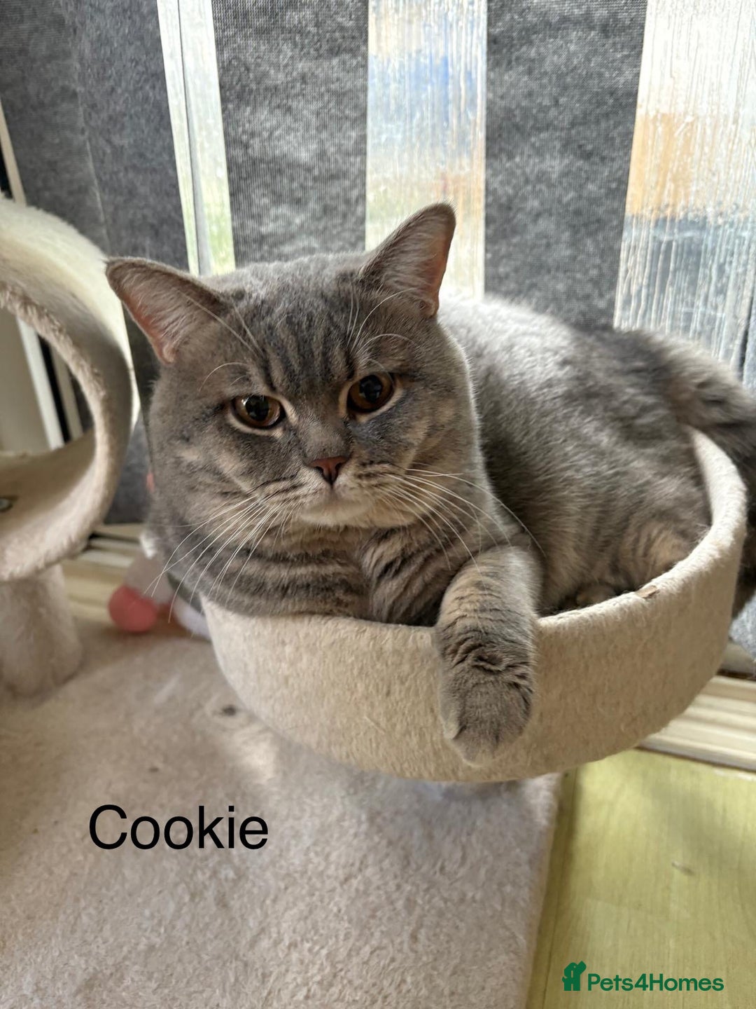 British Shorthair cats for sale: 3 adorable BSH boys looking for forever homes! in London - Image 8
