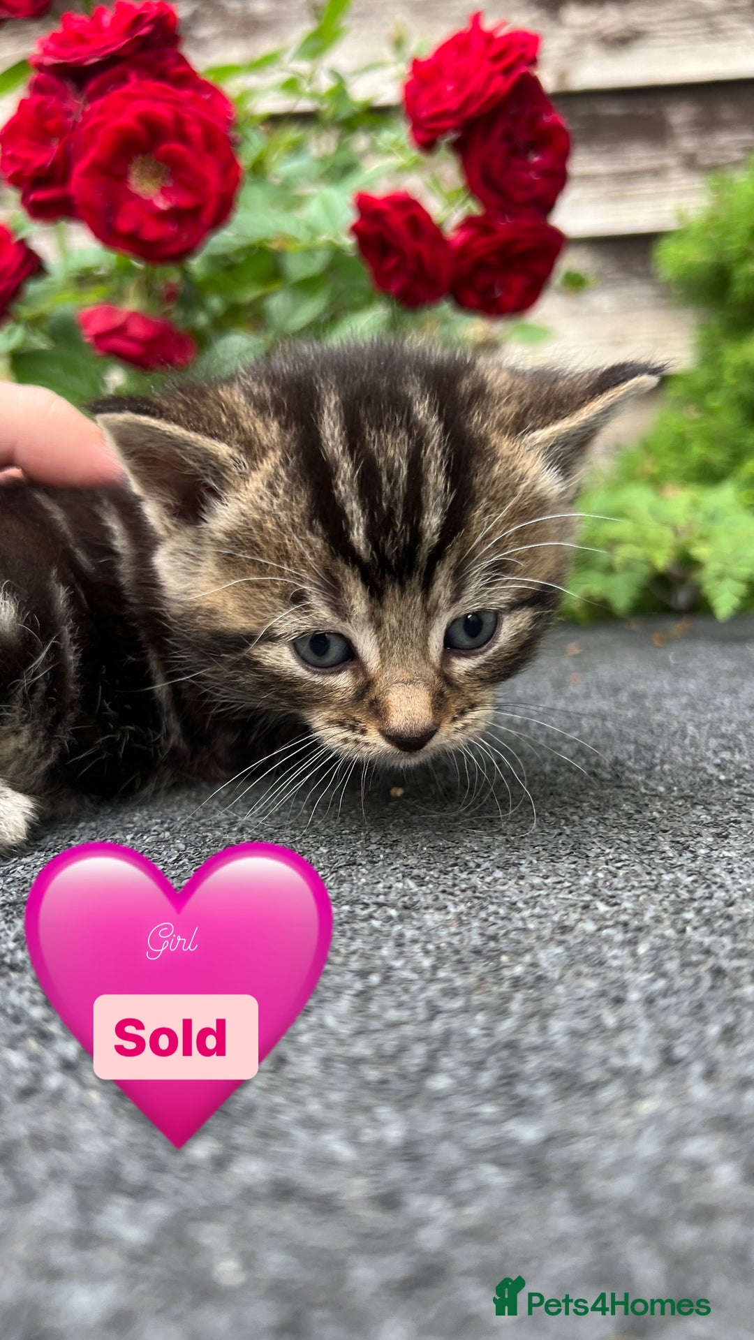 Domestic Shorthair cats for sale: Only one Girl left 🐈‍⬛😿  - Image 7