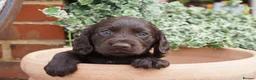 Cocker Spaniel dogs for sale:  Cocker spaniel puppies for sale  - Advert 22