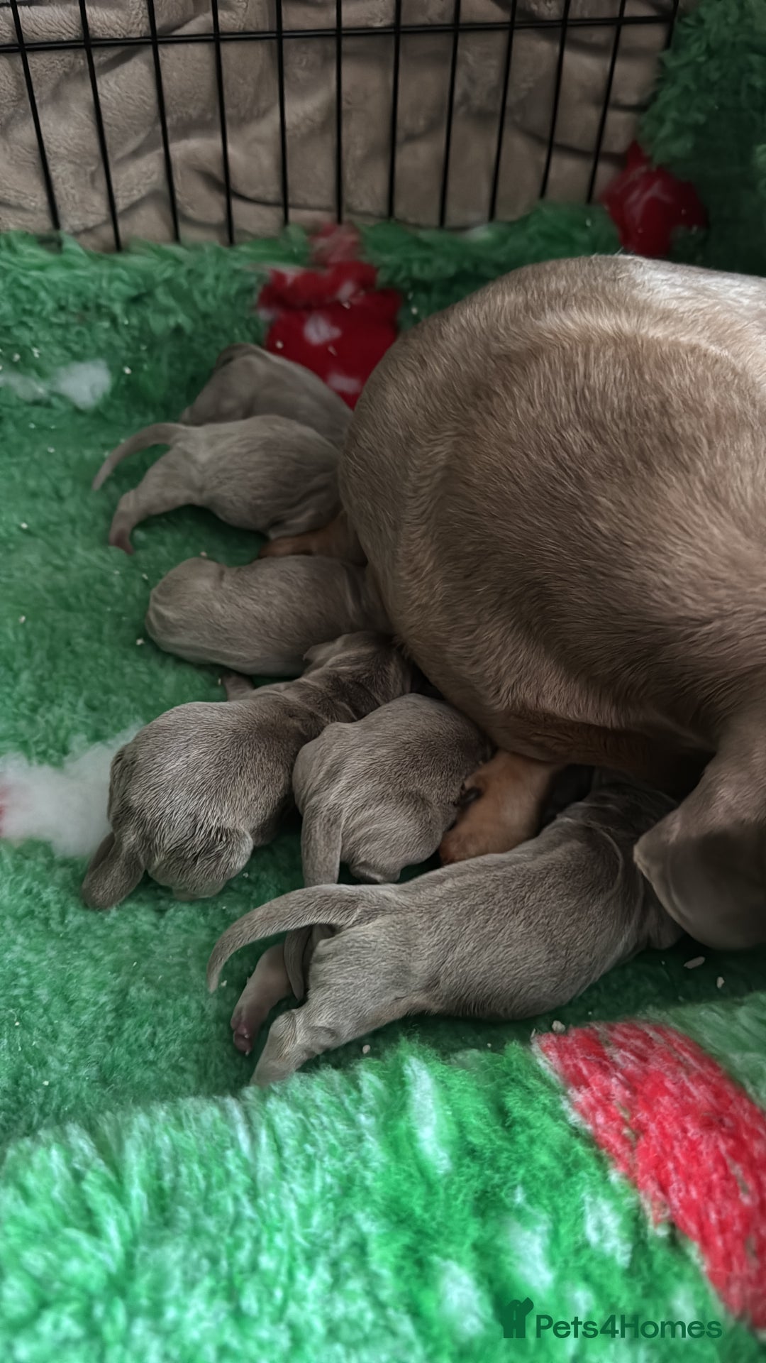 Miniature Dachshund dogs for sale: Mini dachshund puppies  - Advert 4