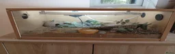 Leopard Gecko reptiles for sale: Leopard gecko and viv in Skelmersdale - Advert 5