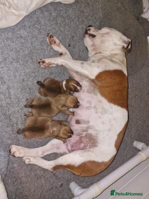 Staffordshire Bull Terrier dogs Beautiful girls  - Advert 1