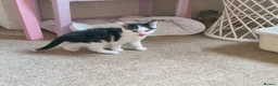 Mixed Breed cats for sale: 2 x kitten cat - Advert 3