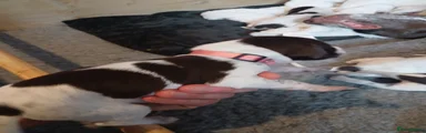 German Shorthaired Pointer 7