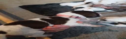 German Shorthaired Pointer dogs for sale: Matilda - Advert 10