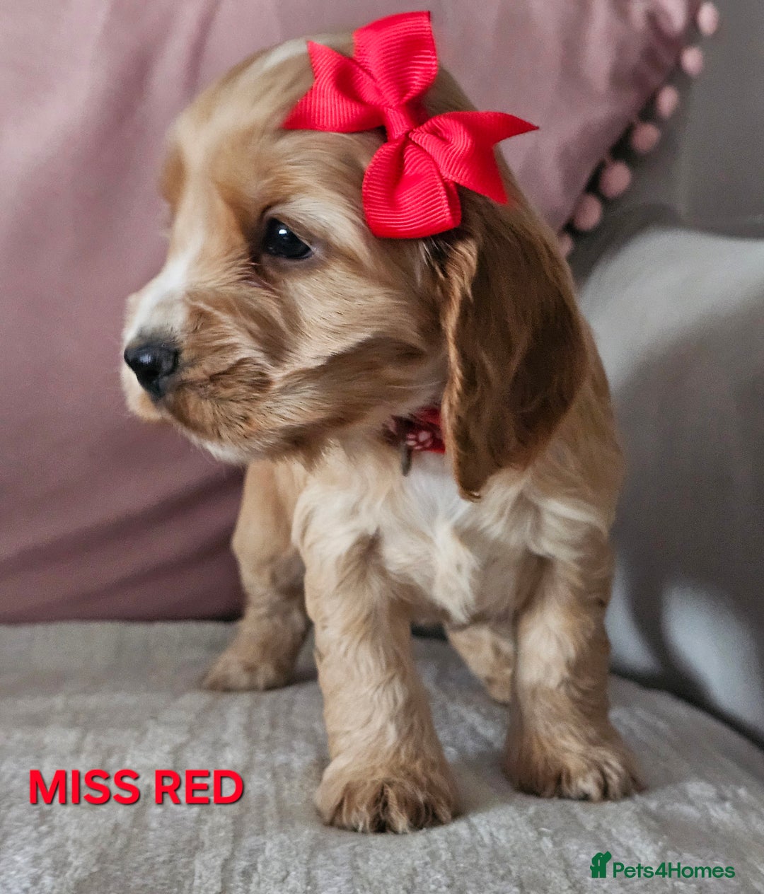 Cocker Spaniel dogs for sale: Stunning! Golden Kc Show Type Cocker Spaniels. - Advert 11