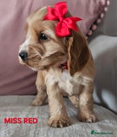 Cocker Spaniel dogs Stunning! Golden Kc Show Type Cocker Spaniels. - Advert 16