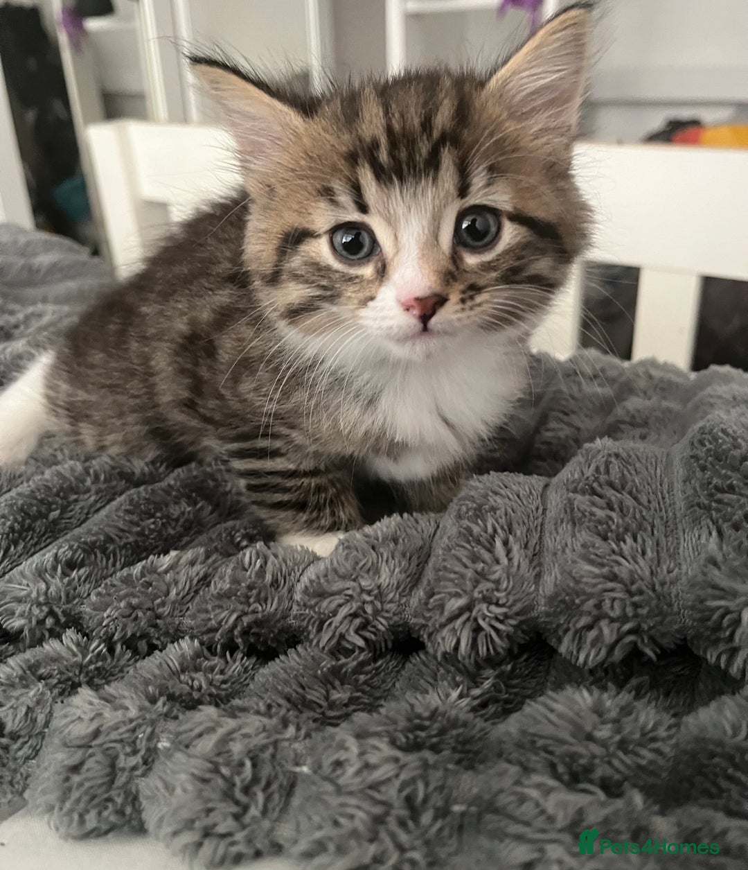 Mixed Breed cats for sale: 3 Healthy, Playful Kittens  - Image 28