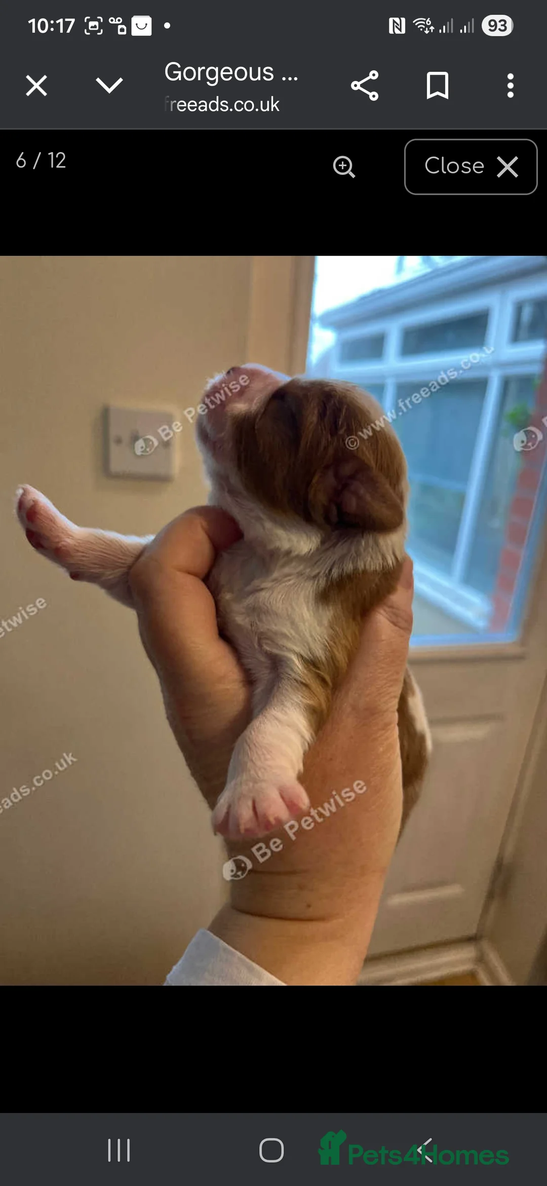 Cavalier King Charles Spaniel dogs for sale: King Charles puppies for sale 3 boys and 2 girls.  - Advert 9