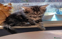 Mixed Breed cats for sale: Norwegian forest/black Bengal  - Image 3