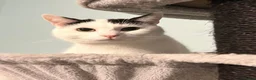 Domestic Shorthair cats for sale: 2 Bonded Brothers looking for a new home - Advert 5