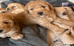 Cockapoo dogs for sale: Cockapoo Puppies – Well Socialised and beautiful  - Advert 9