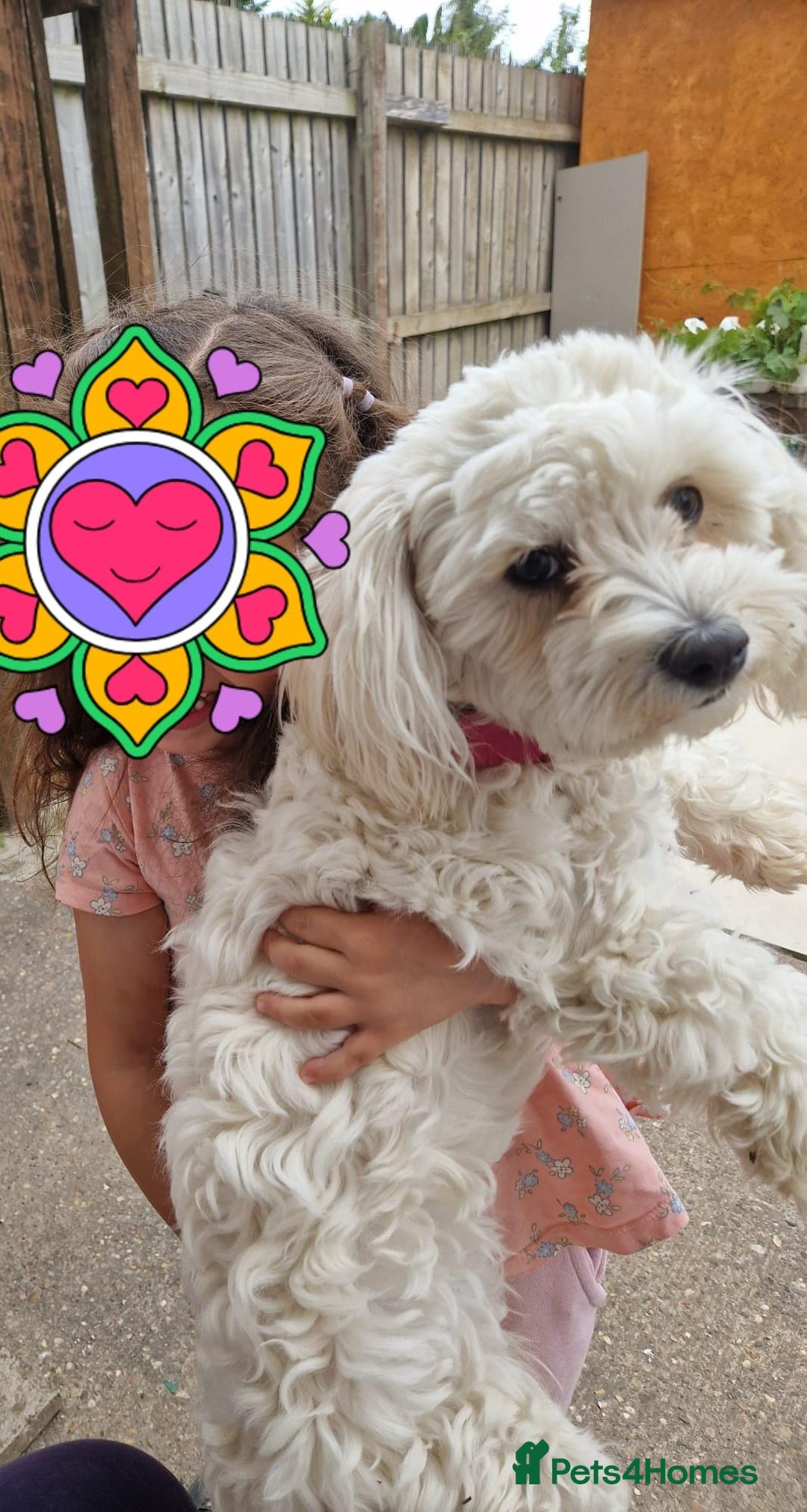 Bichon Frise dogs for sale: Playful Bichon Fries  - Advert 1