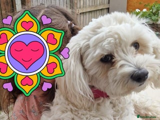 Bichon Frise dogs Playful Bichon Fries - Advert 6