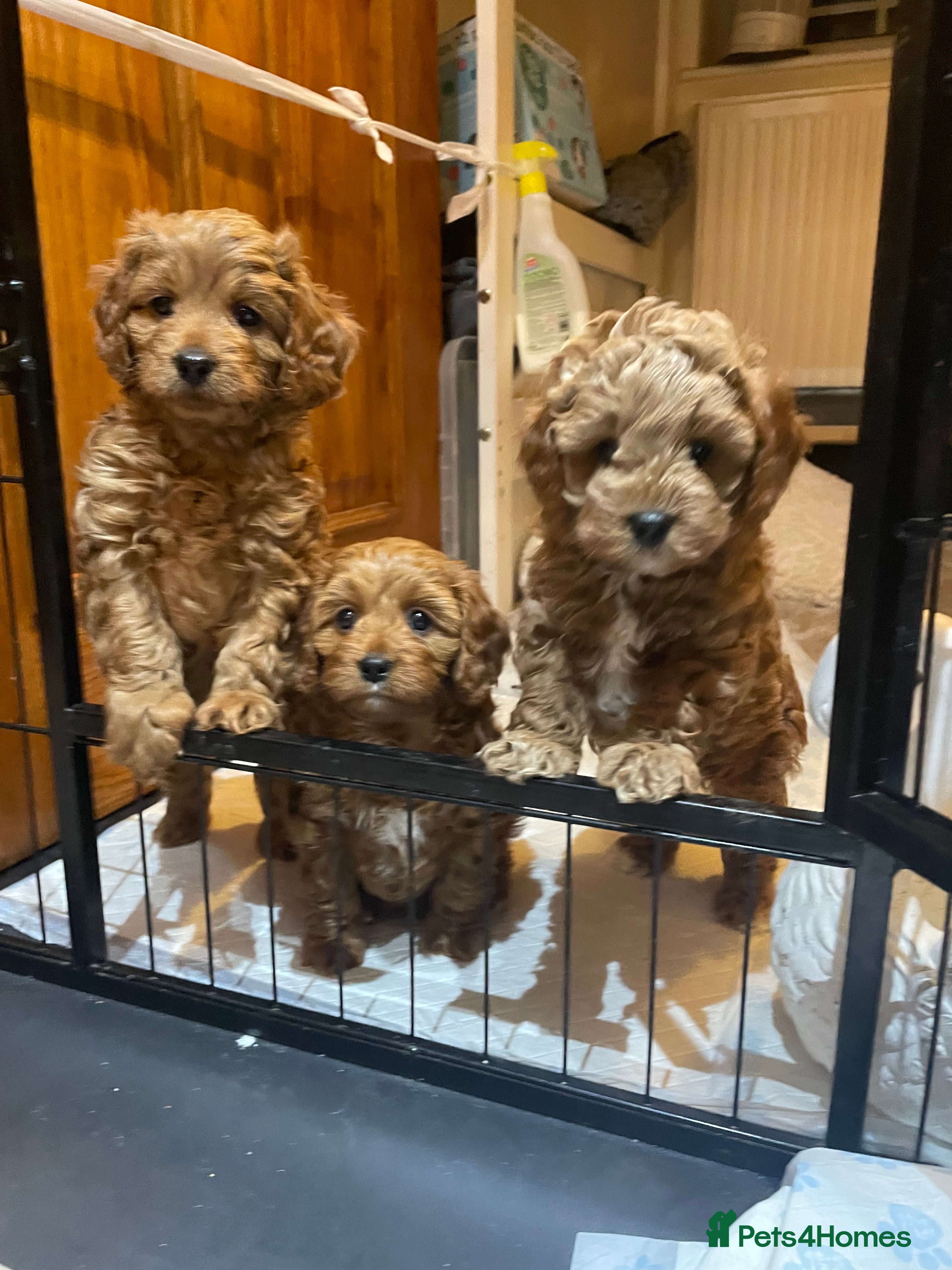 Cavapoo dogs F1b Cavapoooo  - Advert 3