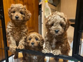 Cavapoo dogs F1b Cavapoooo - Advert 3