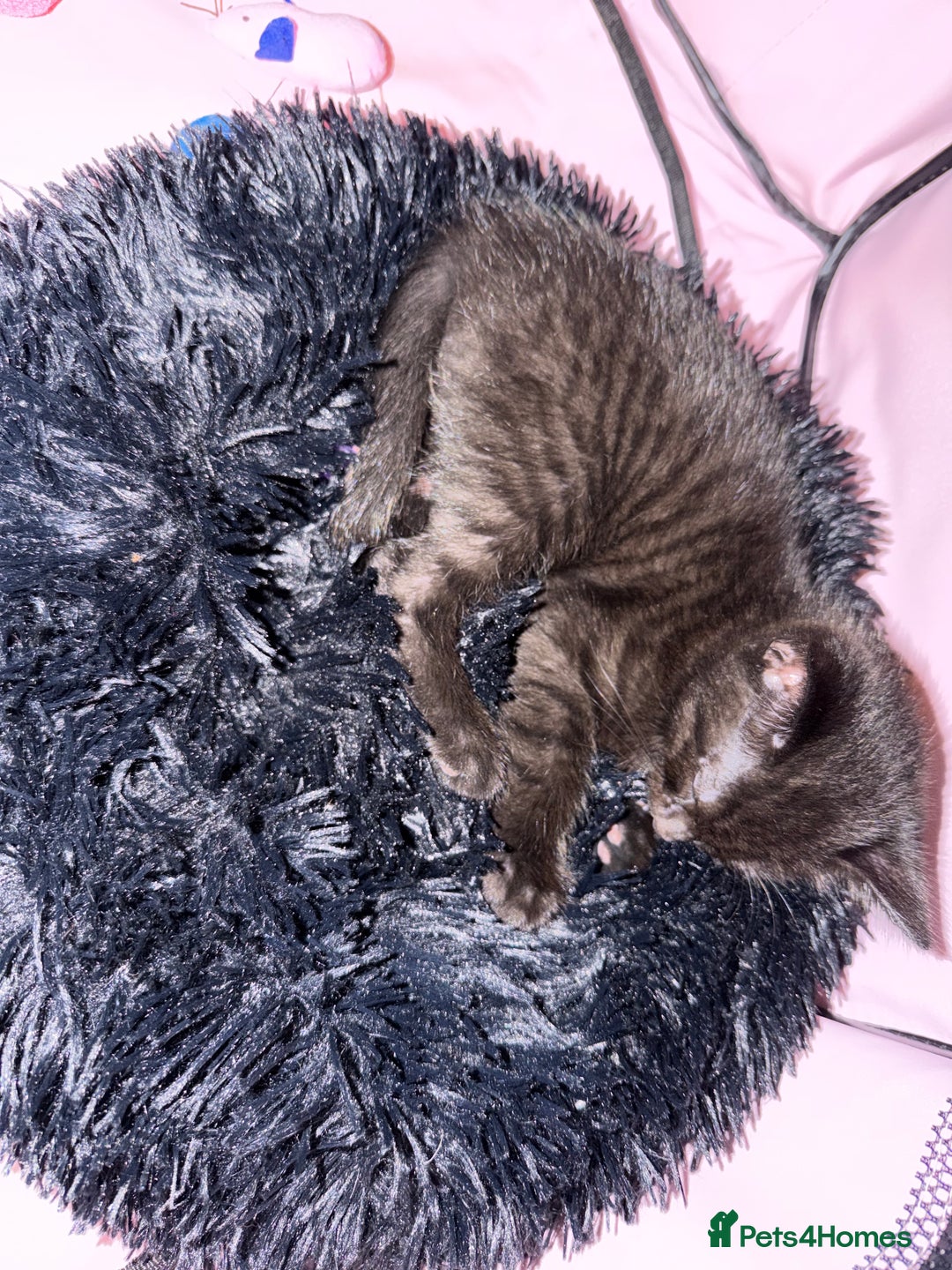 Mixed Breed cats for sale: Kitten  - Advert 5