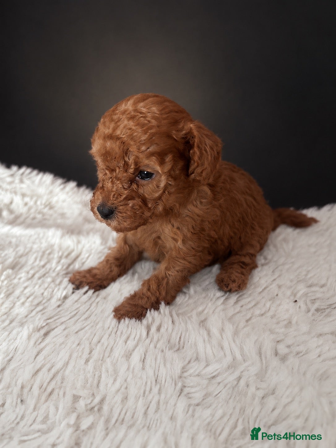Toy Poodle dogs Red Toy Poodle 🐩  - Advert 2