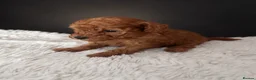 Toy Poodle dogs for sale: Red Toy Poodle 🐩  - Advert 2