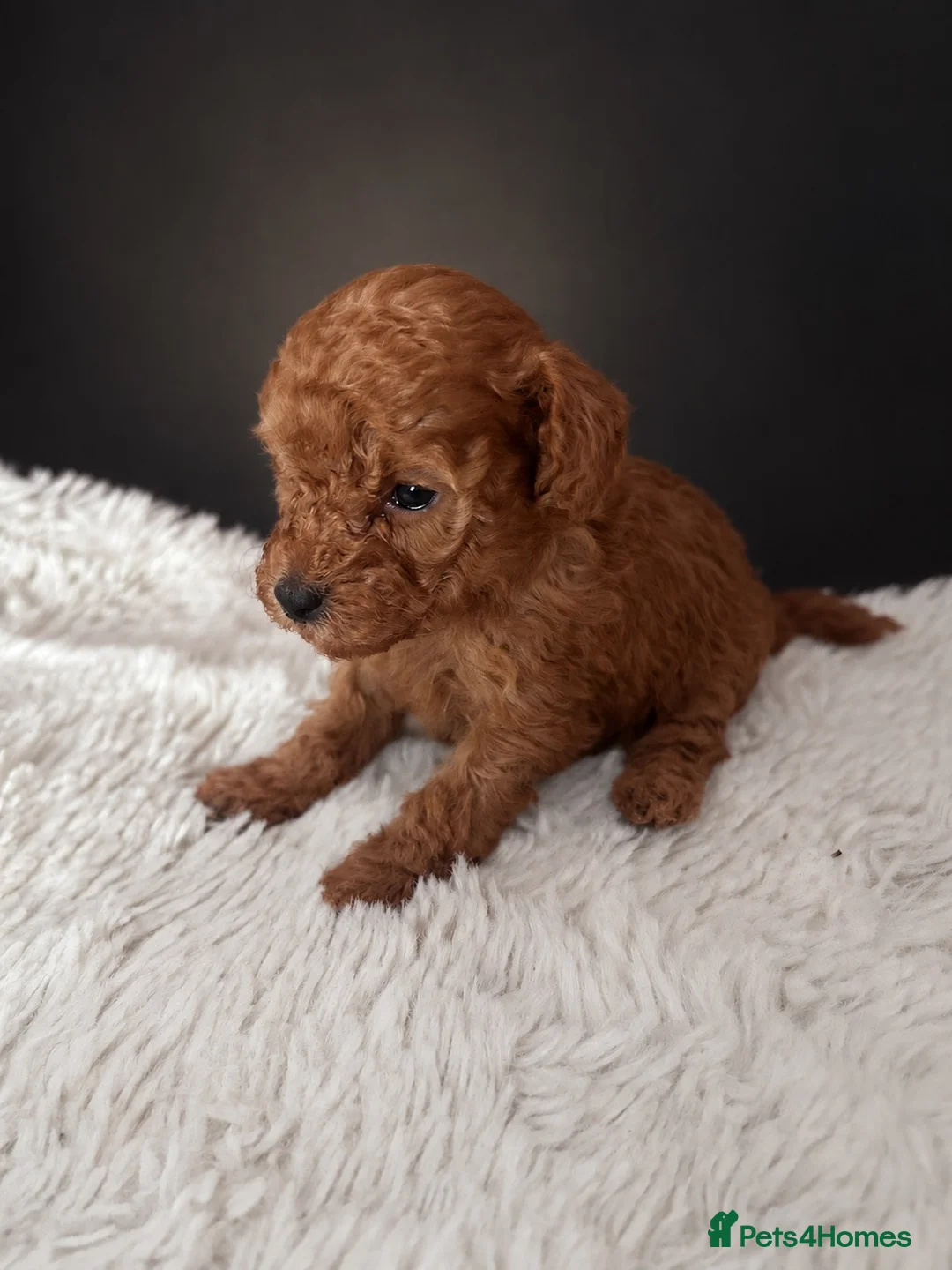 Toy Poodle dogs for sale: Red Toy Poodle 🐩  - Advert 2