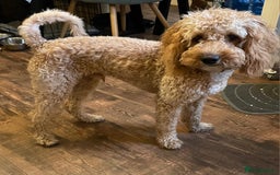 Cockapoo dogs for sale: 8 month old Toy cockapoo - Image 1