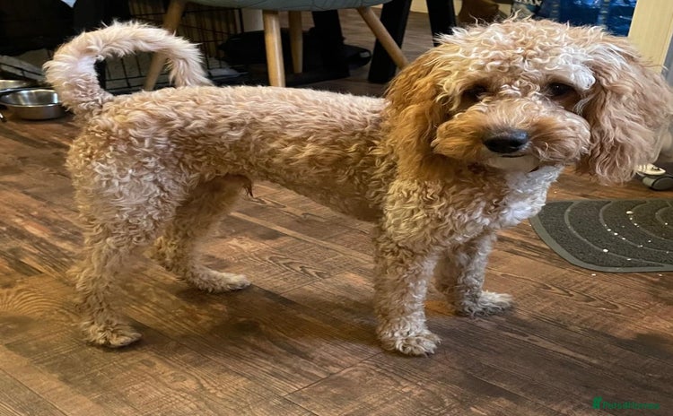 Cockapoo dogs - Advert 6